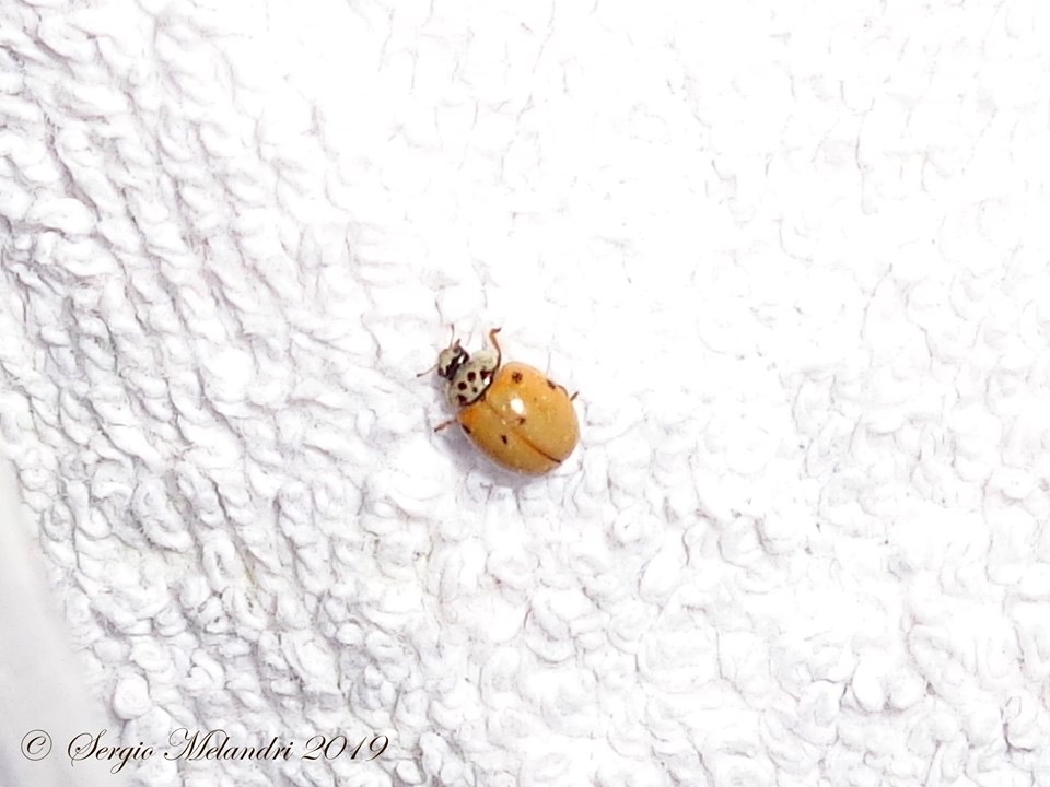 Coccinella da confermare: Adalia decempunctata